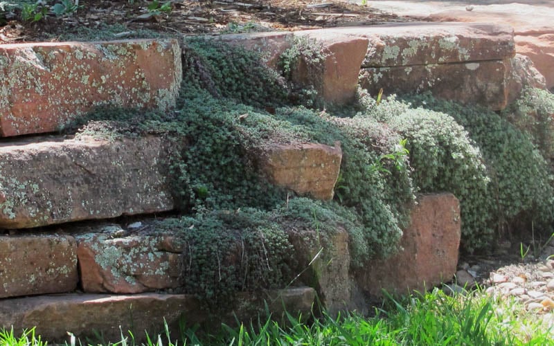  Woolly Creeping Thyme (Thymus Lanuginosis) - 5 Pack Of Pint Pots