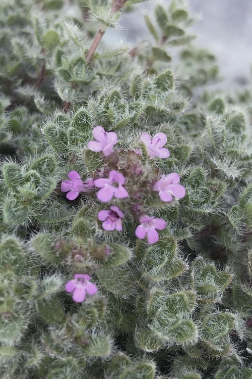  Woolly Creeping Thyme (Thymus Lanuginosis) - 10 Pack Of Pint Pots