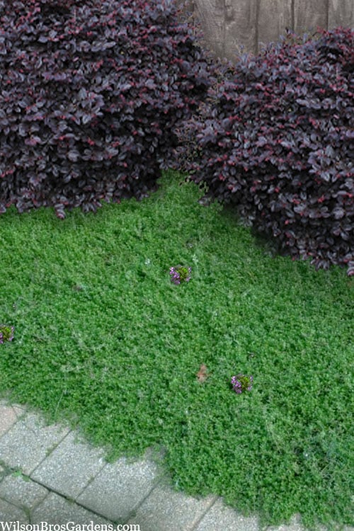  Leprechaun Creeping Thyme - 6 Pack Of Pint Pots