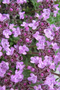  Moonlight Thyme (Thymus Leucotrichus 'Juniper') - 5 Pack Of Pint Pots