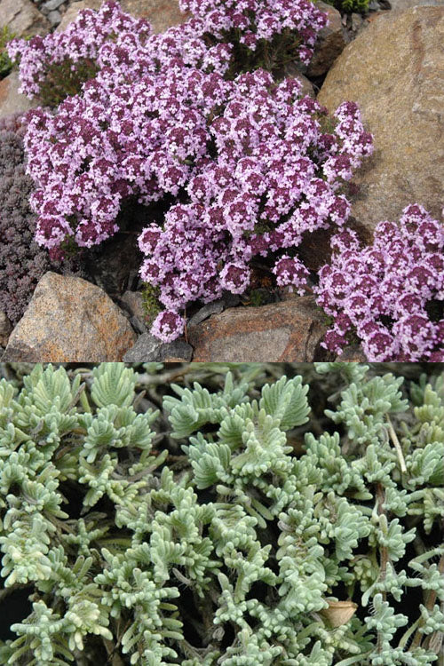  Moonlight Thyme (Thymus Leucotrichus 'Juniper') - 5 Pack Of Pint Pots