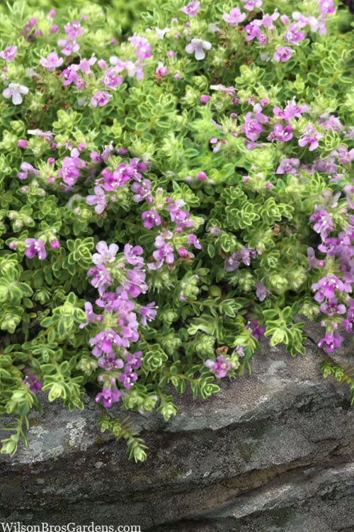  Highland Cream Creeping Thyme - 5 Pack Of Quart Pots