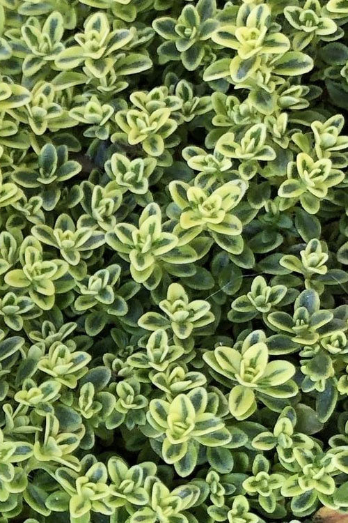  Highland Cream Creeping Thyme - 5 Pack Of Quart Pots