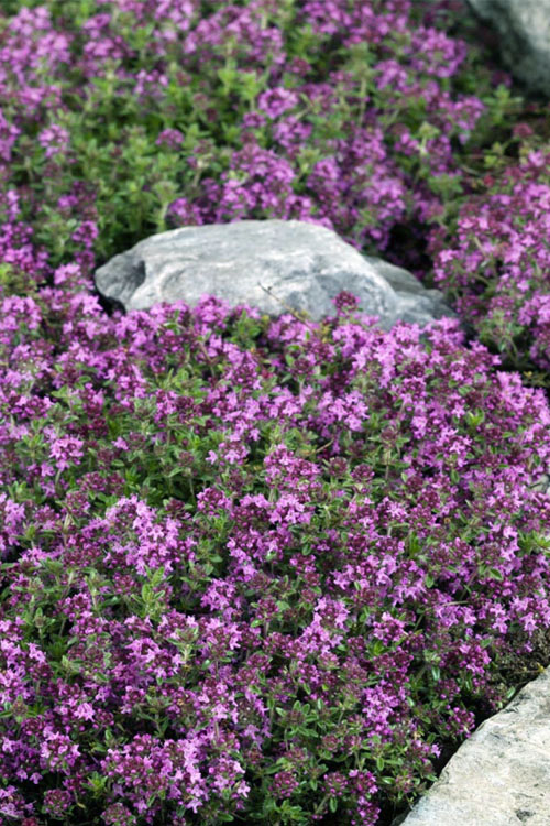  Magic Carpet Creeping Thyme (Thymus Serpyllum) - 1 Gallon Pot