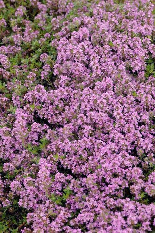  Magic Carpet Creeping Thyme (Thymus Serpyllum) - 6 Pack Of Pint Pots