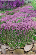  Magic Carpet Creeping Thyme (Thymus Serpyllum) - 1 Gallon Pot