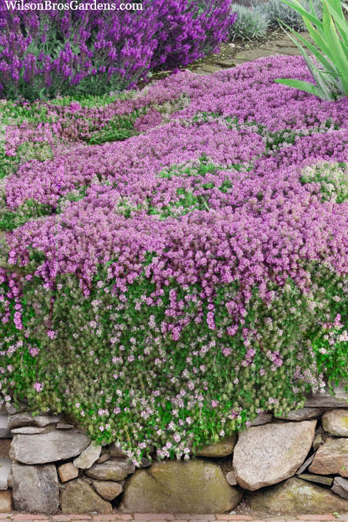  Magic Carpet Creeping Thyme (Thymus Serpyllum) - 1 Gallon Pot