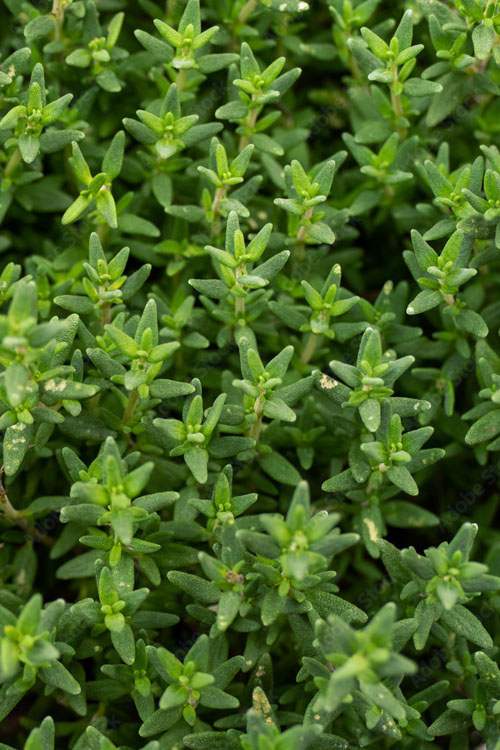  English Thyme (Thymus Vulgaris) - 18 Pack Of Pint Pots