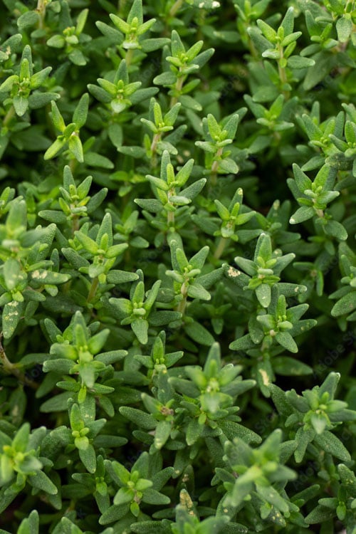  English Thyme (Thymus Vulgaris) - 6 Pack Of Pint Pots