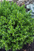  English Thyme (Thymus Vulgaris) - 6 Pack Of Pint Pots