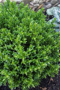  English Thyme (Thymus Vulgaris) - 6 Pack Of Pint Pots