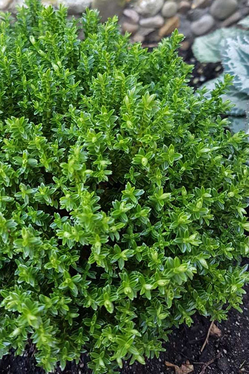  English Thyme (Thymus Vulgaris) - 18 Pack Of Pint Pots