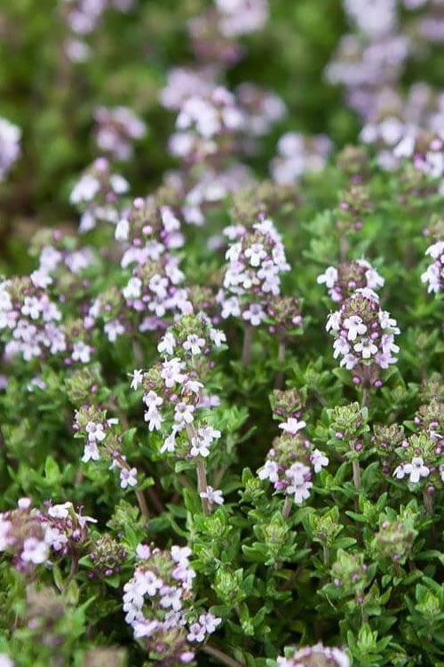  English Thyme (Thymus Vulgaris) - 6 Pack Of Pint Pots