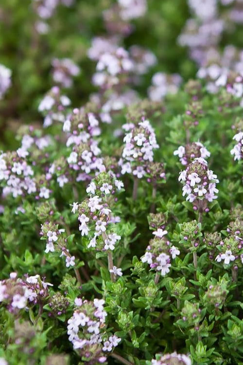  English Thyme (Thymus Vulgaris) - 18 Pack Of Pint Pots