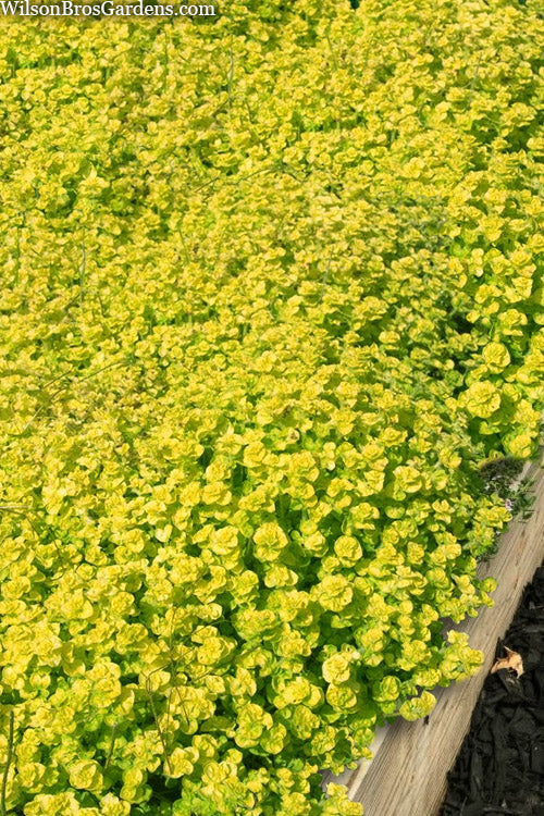 Transparent Yellow Thyme (Thymus Vulgaris) - 5 Pack Of Pint Pots