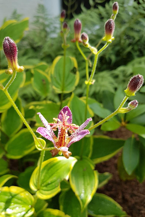  Samurai Toad Lily (Tricyrtis Formosana) - 6 Pack Of 1 Gallon Pots