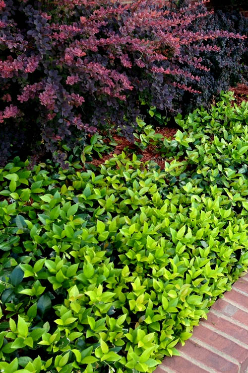  Asian Jasmine - Asiatic Jasmine - 18 Count Flat Of Pint Pots