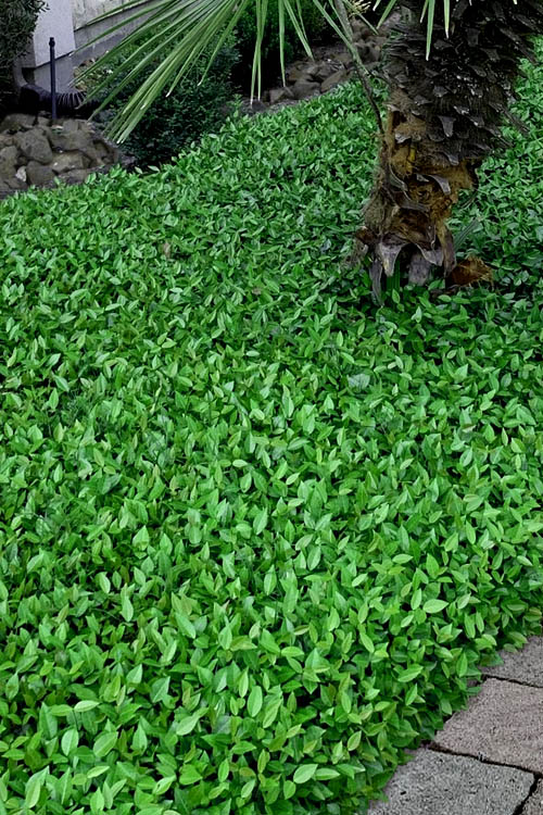  Asian Jasmine - Asiatic Jasmine - 18 Count Flat Of Pint Pots