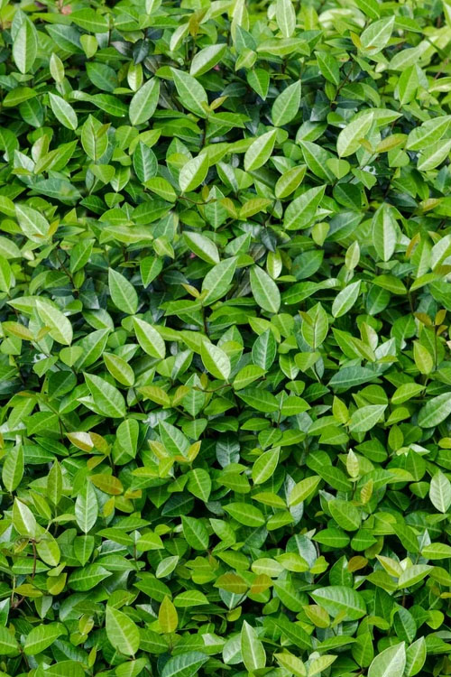  Asian Jasmine - Asiatic Jasmine - 18 Count Flat Of Pint Pots
