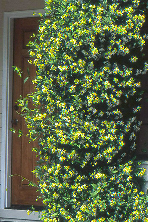  Manda's Yellow Star Jasmine Vine - 6 Pack Of 1 Gallon Pots