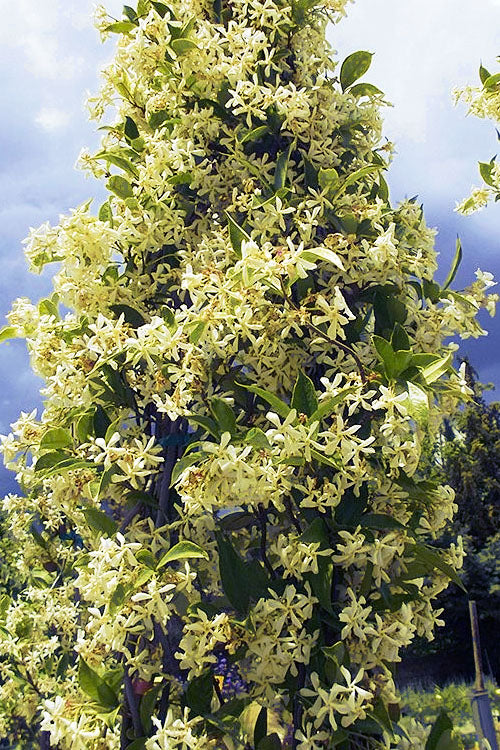 Manda's Yellow Star Jasmine Vine - 6 Pack Of 1 Gallon Pots