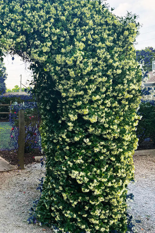  Manda's Yellow Star Jasmine Vine - 6 Pack Of 1 Gallon Pots