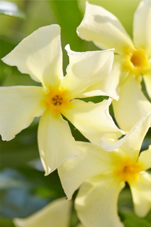  Manda's Yellow Star Jasmine Vine - 6 Pack Of 1 Gallon Pots