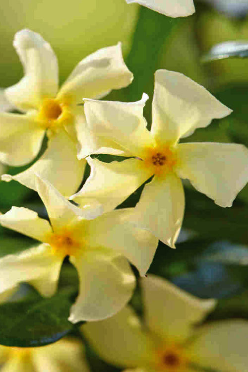  Manda's Yellow Star Jasmine Vine - 6 Pack Of 1 Gallon Pots