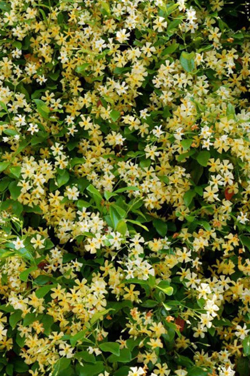  Manda's Yellow Star Jasmine Vine - 6 Pack Of 1 Gallon Pots