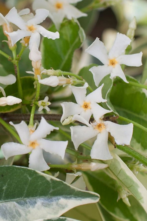  Variegated Confederate Jasmine - Trachelospermum Jasminoides- 1 Gallon Pot