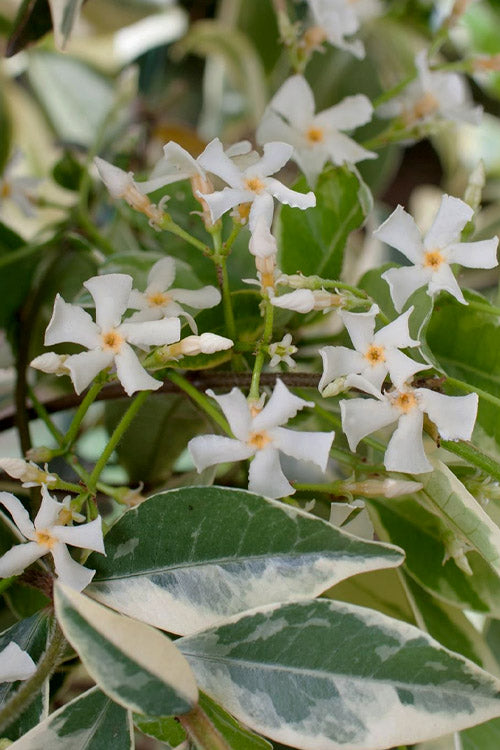  Variegated Confederate Jasmine - Trachelospermum Jasminoides- 1 Gallon Pot