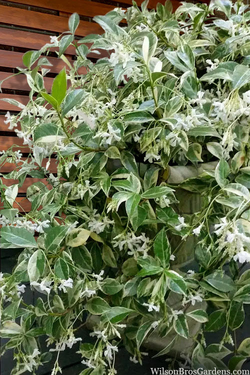  Variegated Confederate Jasmine - Trachelospermum Jasminoides- 1 Gallon Pot