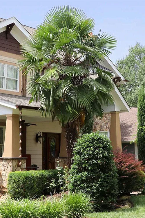  Windmill Cold Hardy Palm Tree - 1 Gallon Pot