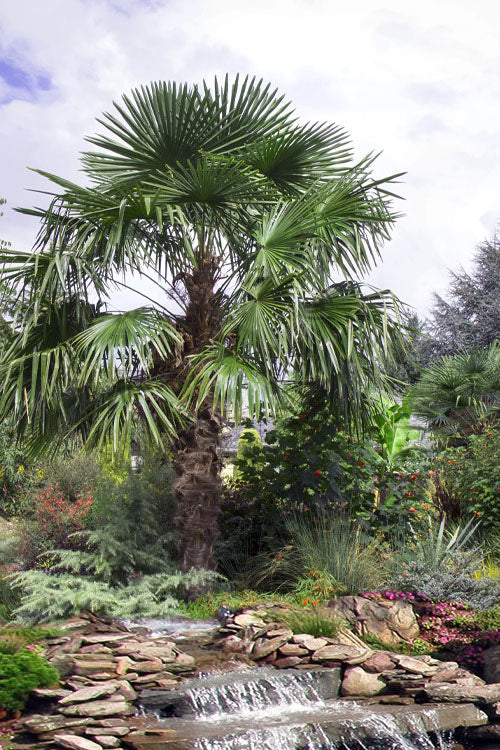  Windmill Cold Hardy Palm Tree - 1 Gallon Pot