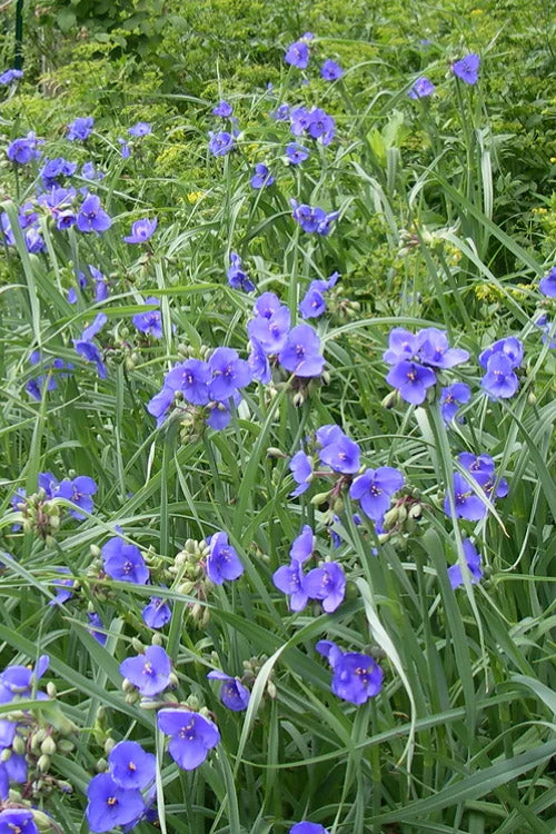  Ohio Blue Jacket Spiderwort (Tradescantia Ohiensis) - 1 Gallon Pot