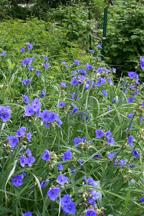  Ohio Blue Jacket Spiderwort (Tradescantia Ohiensis) - 1 Gallon Pot