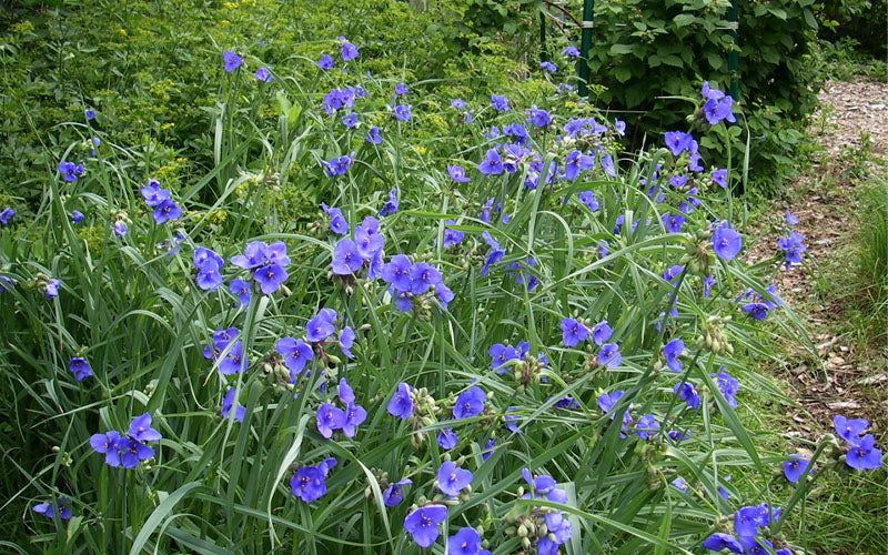  Ohio Blue Jacket Spiderwort (Tradescantia Ohiensis) - 1 Gallon Pot