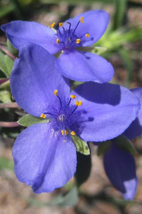  Ohio Blue Jacket Spiderwort (Tradescantia Ohiensis) - 1 Gallon Pot