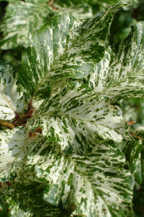  Franken Variegated European Beech Tree - 7 Gallon Pot