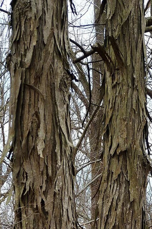  Shagbark Hickory Tree (Carya Ovata) - 7 Gallon Pot