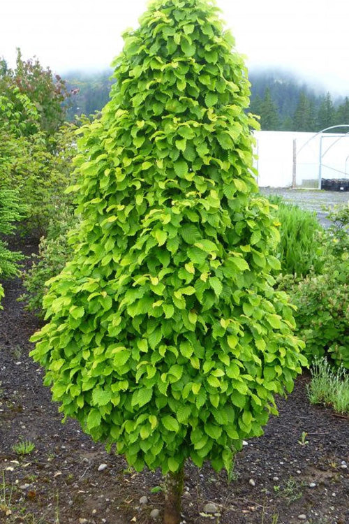  Dwarf Columnar European Hornbeam Tree - 3 Gallon Pot