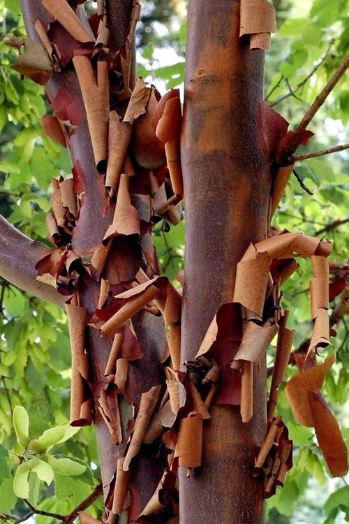  Paperbark Maple Tree (Acer Griseum) - 2 Gallon Pot