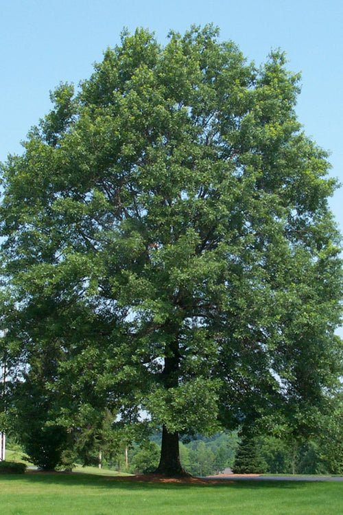  Pin Oak Tree (Quercus Palustris) - 3 Gallon Pot