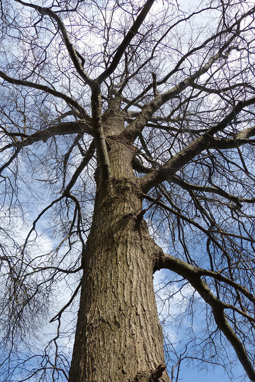  Willow Oak Tree (Quercus Phellos) - 3 Gallon Pot