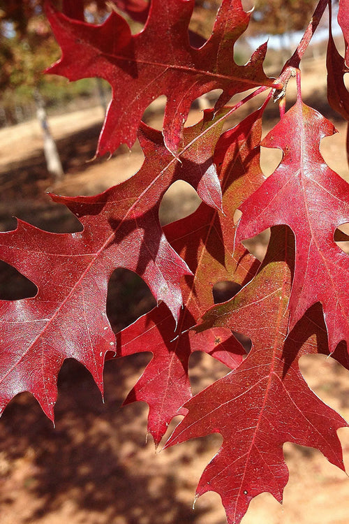  Nuttall Oak Tree (Quercus Nuttallii) - 1 Gallon Pot