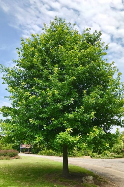  Nuttall Oak Tree (Quercus Nuttallii) - 1 Gallon Pot 