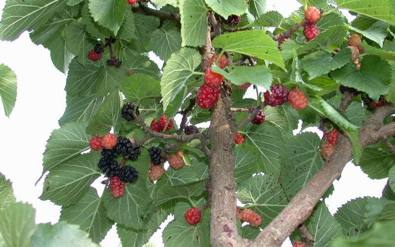  Red Mulberry Tree (Morus Rubra) - 5 Gallon Pot