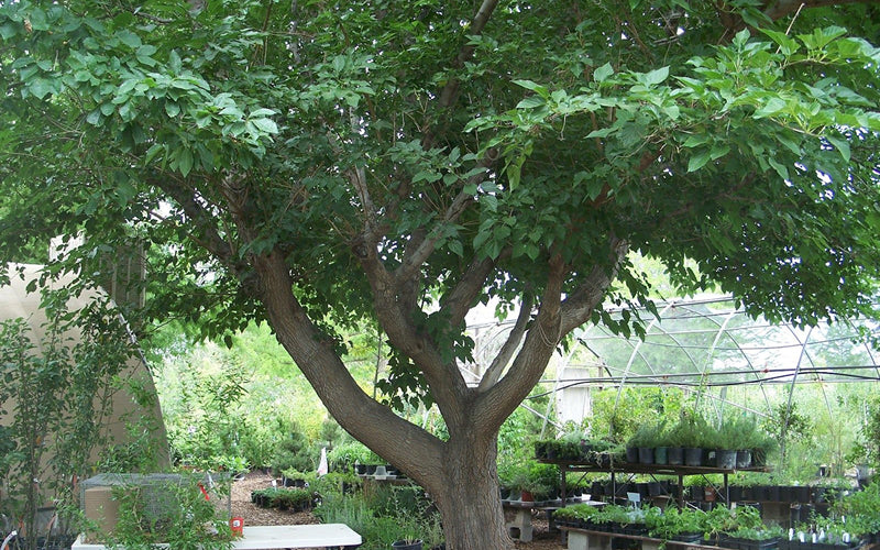  Red Mulberry Tree (Morus Rubra) - 5 Gallon Pot