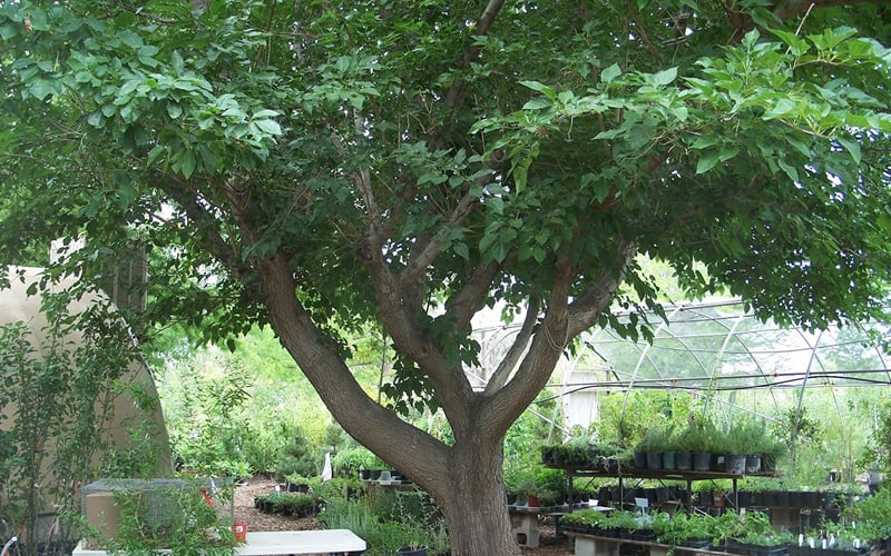  Red Mulberry Tree (Morus Rubra) - 1 Gallon Pot