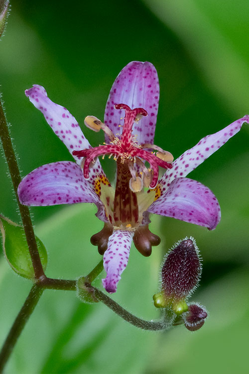  Samurai Toad Lily (Tricyrtis Formosana) - 6 Pack Of 1 Gallon Pots